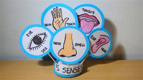 My 5 Senses Sense Organs Working Model Project Human Sense Organs