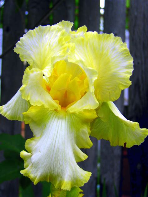 Yellow Iris Free Stock Photo Public Domain Pictures