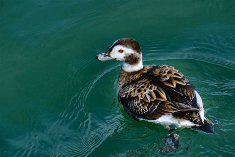 Female Long Tailed Duck Photograph By J R Sanders