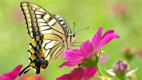 Eastern Tiger Swallowtail Butterfly Butterfly Flower Wings Pattern