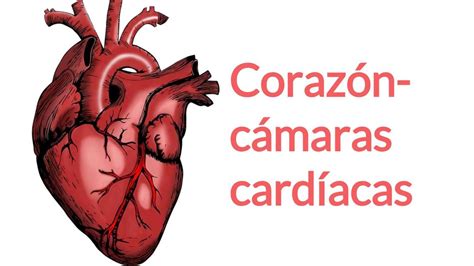 Corazón y cámaras cardíacas