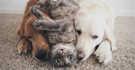 Meet Three Best Friends Two Dogs And A Cat Who Love