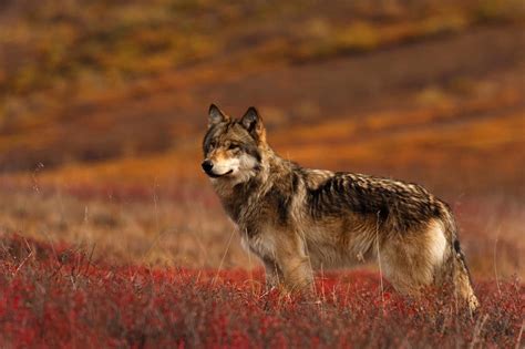 Wolf In Denali Park Charismatic Megafauna North To Alaska Unique
