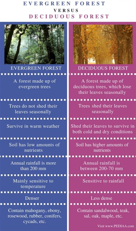 Difference Between Evergreen And Deciduous Forest Pediaacom