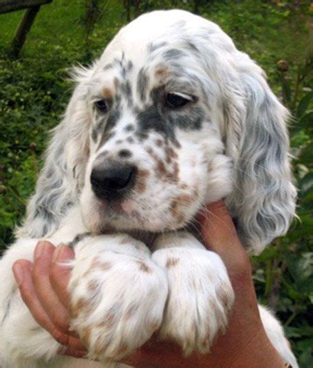 Sporting hound | English setter puppies, English setter ...