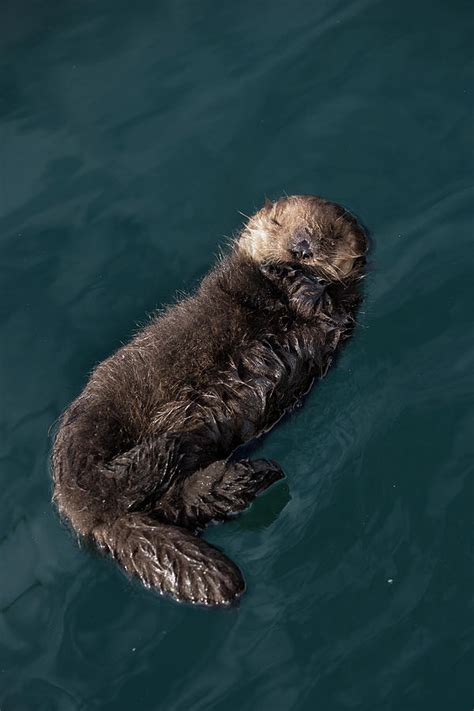 Sea Otter Pup Sleeping Floating Monterey California Usa Photograph