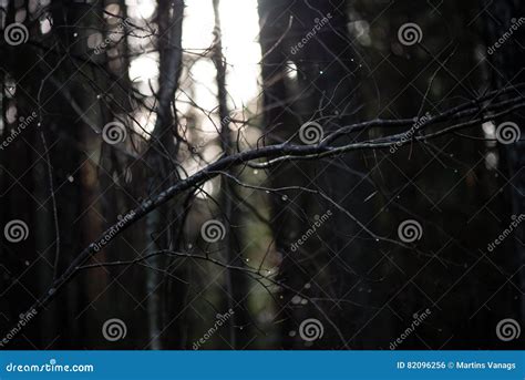 Autumn Trees With Naked Branches Stock Photo Image Of Mountain Pine
