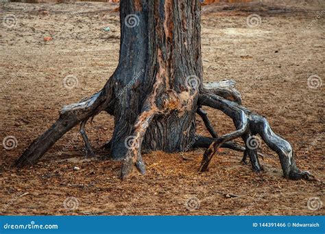 Roots Of The Dried Tree In Desert Stock Photo Image Of Roots Arid