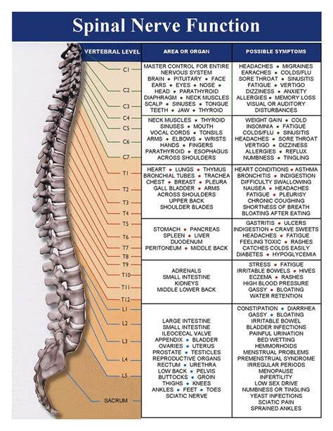 Spinal Nerve Chart The Human Body Explored Pinterest