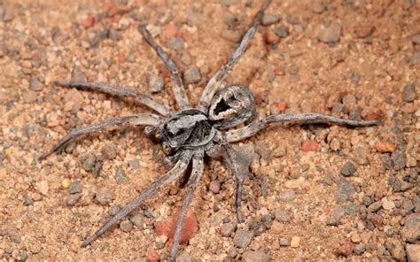 Wolf Spider Bites Symptoms Treatment And Prevention