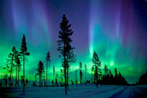 Aurora Borealis Over Winter Forest Hd Wallpaper Background Image