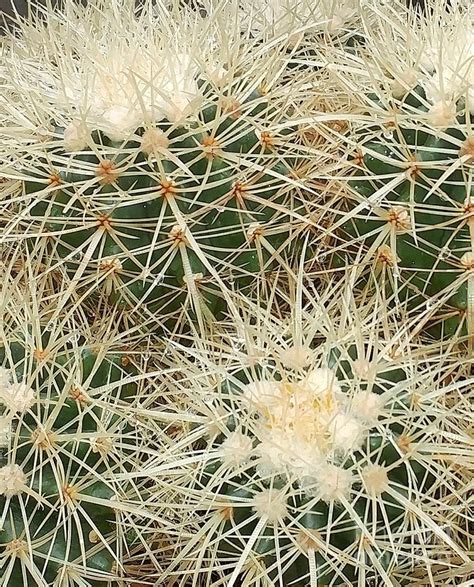 Up Close And Prickly Photograph By Leslie Gatson Mudd Fine Art America