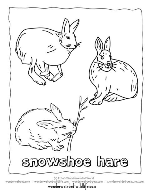 These example coloring pages are ideal for kids at kindergarten, or for other children learning colors! Printable Hare Coloring Pages, From Arctic Hare Coloring ...