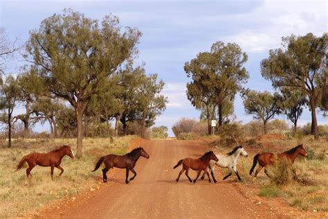 Wild Brumbies Northern Territory Australia Majestic Horse Beautiful