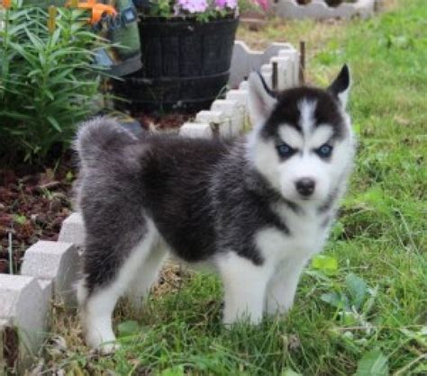 They have a strong desire to run and play. Cute Siberian Husky Pups for sale Offer