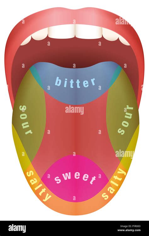 Different Parts Of Tongue
