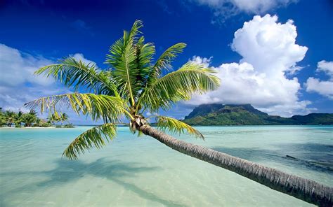 Slanted Green Palm Tree Near The Seawater Facing Tall Mountains Under