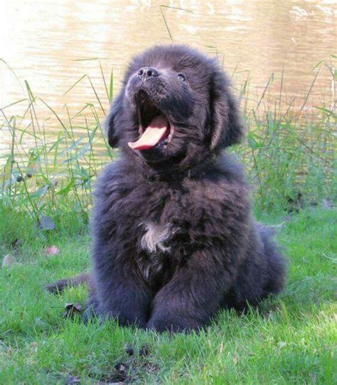 Newfoundland Puppy Cute Puppies Dogs And Puppies Cute Dogs Doggies