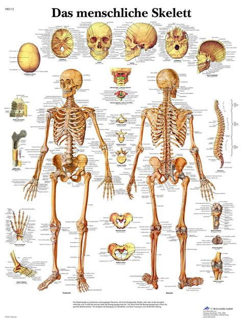 Lehrtafel Das Menschliche Skelett Rüdiger Anatomie 70 X 100 Cm