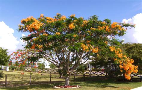 Native And Exotic Plants Of Florida Royal Poinsiana Trees Blooming Now