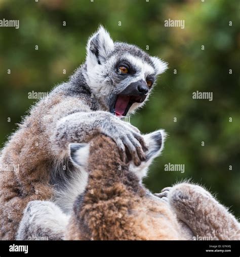 Lemurs Fighting Hi Res Stock Photography And Images Alamy