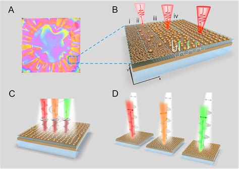 Regulating Disordered Plasmonic Nanoparticles Into Polarization