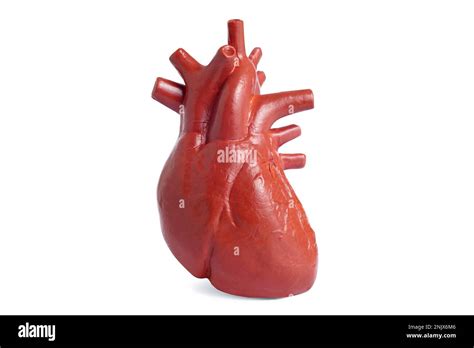 Modelo Anatómicamente Correcto Del Corazón Humano Aislado Sobre Fondo