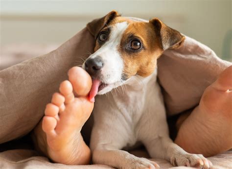 Warum Leckt Mein Hund Mich Ab QUALIPET Blog Rund Um Tiere