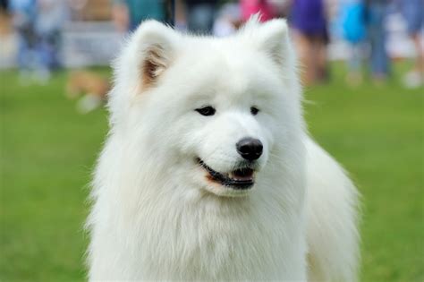 10 Most Expensive Breeds Of Dog In The World The Out Door Wear