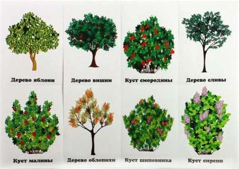 Деревья виды и названия фото и названия с описанями и видами