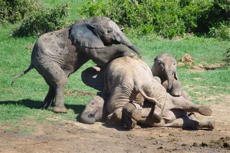 Baby Elephants Play Fight And Pile On Top Of Each Other In Adorable