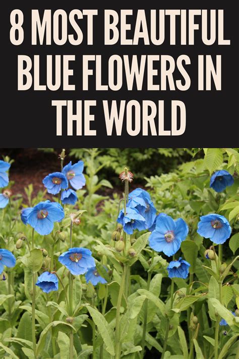 8 Most Beautiful Blue Flowers In The World Gardening Sun Blue