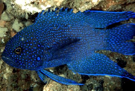 Blue Devil Paraplesiops Meleagris Saltwater Fish For Sale