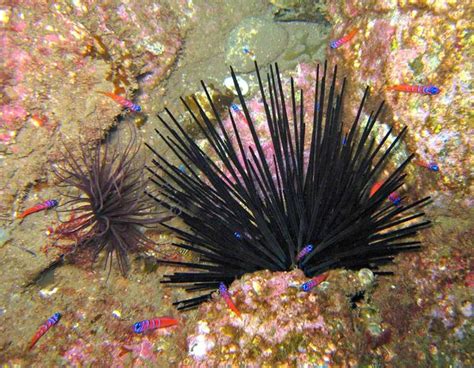 Are Sea Urchins Legal To Take In California Pete Thomas Outdoors