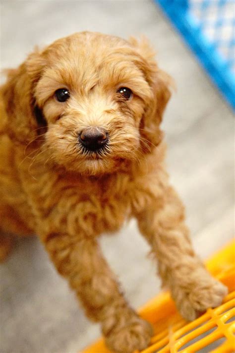 How to care for your new puppy. Mini Goldendoodle F1B - Forever Love Puppies