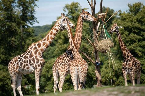 GALLERY: Animals have fun in the sun at West Midland Safari Park ...