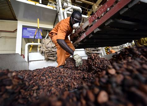 Report Highlights Need To Upgrade Ivory Coast Cocoa Sector