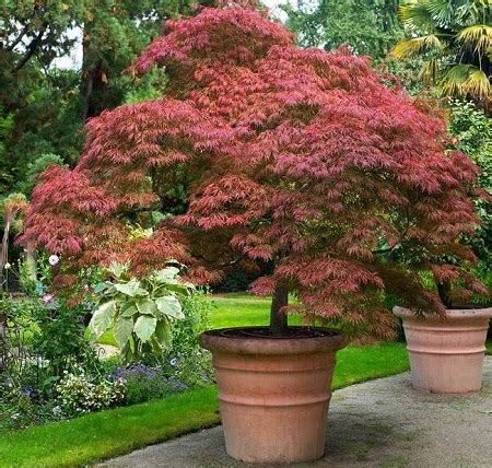 How To Grow Japanese Maple Trees In Pots My Garden And Greenhouse