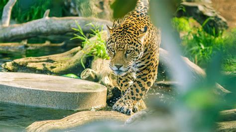 Jaguar Is Walking On Tree Trunk In Body Of Water Hd