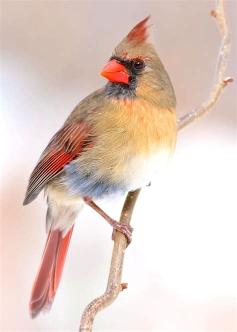 Northern Cardinal In 2020 Cardinal Birds Pet Birds Beautiful Birds