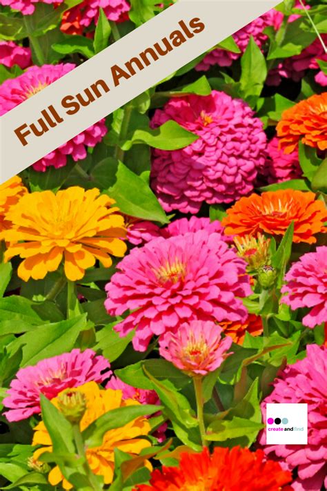 Full Sun Annuals For A Beautiful Yard Full Sun Annuals Sun Plants