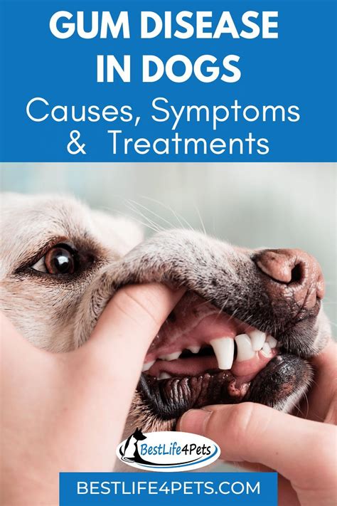 Causes Symptoms And Treatments Of Gum Disease In Dogs Meds For Dogs