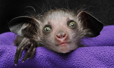 The Aye Aye Is An Endangered Lemur Being Killed On Sight Due To