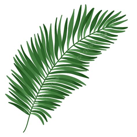 Palm Leaf Leaf Plant Green Leaf Png Transparent Clipart Image And