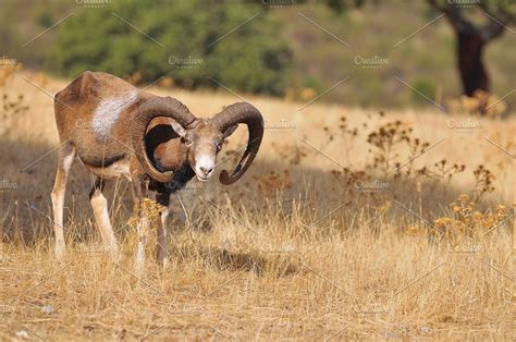European Mouflon Featuring Mouflon Sheep And Horn High Quality
