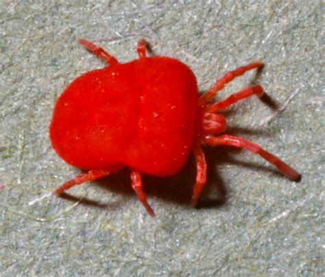 Landmark Wildlife Management Chiggers A Knowledge And Survival Guide