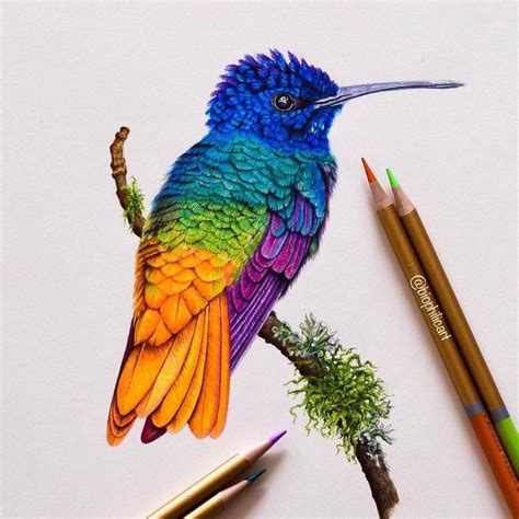 Realistic Pencil Hummingbird Drawing