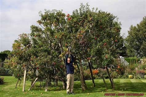 Nama panggilan untuk buah bidara ada banyak buah bidara jika mengikut nama latin atau sainsnya adalah ziziphus mauritiana. http://taotauajer.blogspot.com/: ANEH! - Apabila Pokok ...