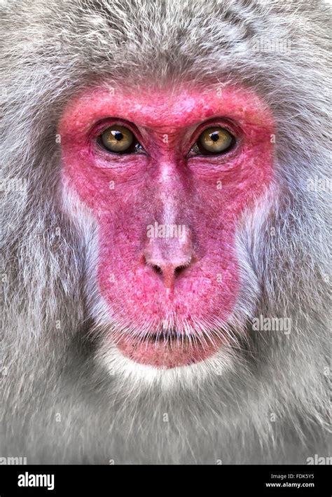 Close Up Portrait Of A Snow Monkey Nagano Honshu Japan Stock Photo