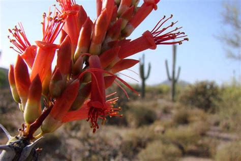 Cactus And Cactus Flowers Photos From Phoenix Arizona Cactus Flower